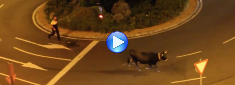 Una vaca Tudanca por Barakaldo