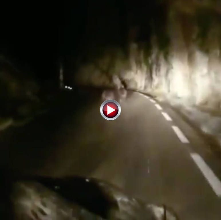 Video - Se encuentran un par de osos en una carretera de Cantabria