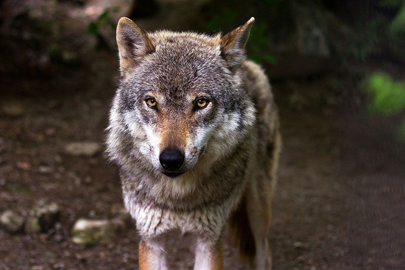 Los-ganaderos-de-las-zonas-con-presencia-permanente-del-lobo.jpeg