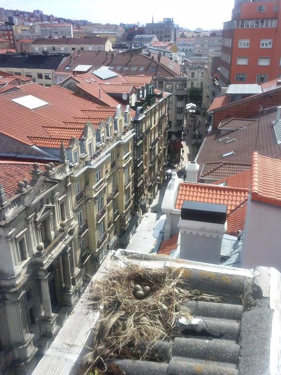 noticias/imagen-asociada/2022/05/campana_control_gaviotas_archivo_2.jpg