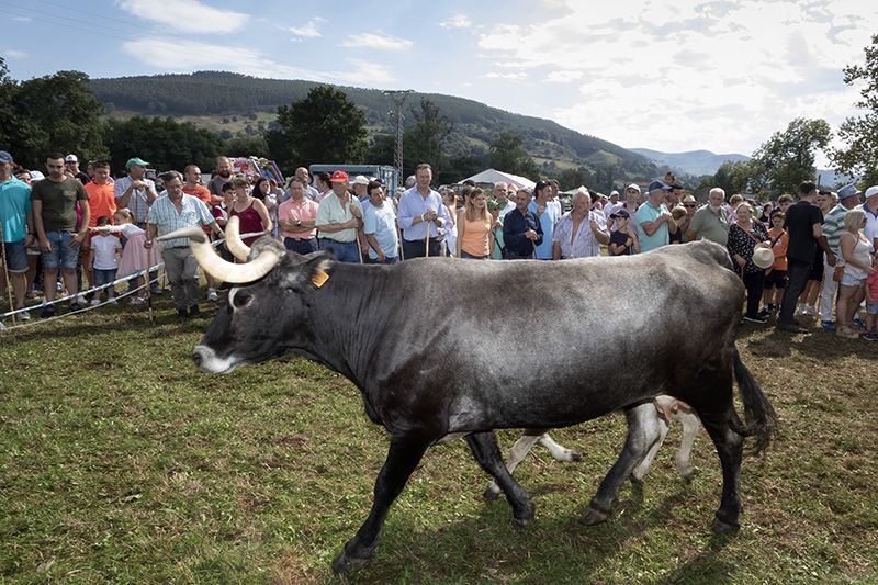 Revilla-visita-la-concentracion-ganadera-de-Lloreda-de-Cayon.jpeg