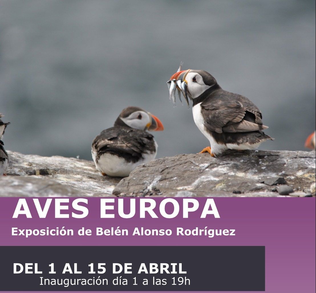La exposición ‘Aves Europa’ aterrizará este lunes en el Museo Jesús Otero - Ayuntamiento de Santillana del Mar
