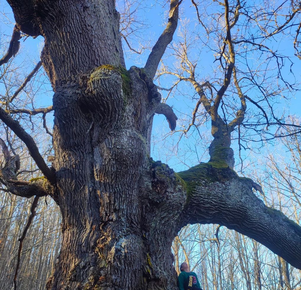 Organizada una excursión a los robles centenarios de Bustillo del Monte y un Taller de Micología