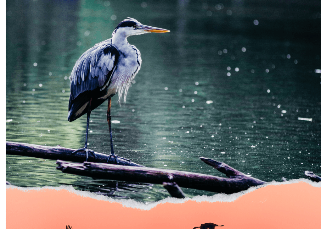 Ruta guiada para avistar las aves acuáticas que invernan en el Embalse del Ebro