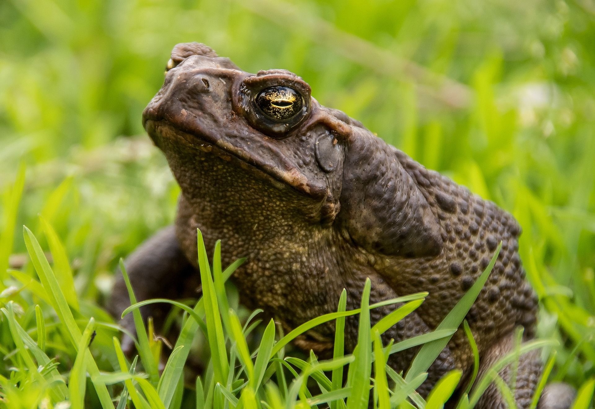 La Asociación Herpetelógica Timón ofrecerá un curso de herpetología en Reinosa del 1 al 3 de mayo